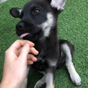 Meet your Posher, Sofia